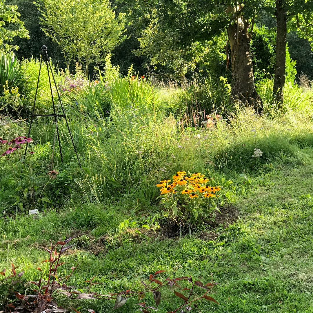 Hannah's garden in France